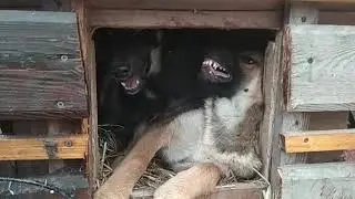 Солома