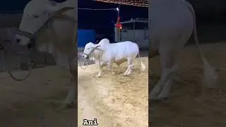 2024 ka mall inshallah bht awla banegaa ap btay khubsurati kesi h #bakraeid2023 #cow #babygoat #eid