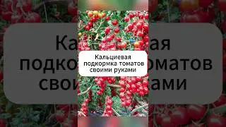 Народная подкормка от вершинной гнили на томатах  #дача #огород #томаты #теплица