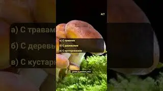 Test about mushrooms. Part 2. The amazing world of mushrooms 