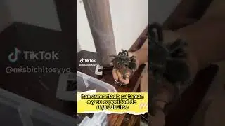 Las ARAÑAS están AUMENTANDO SU TAMAÑO 🕷️| #shortsyoutube