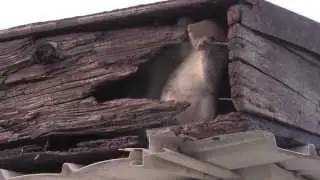 Four Minutes of Squirrels