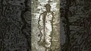 Я здесь, Инезилья, окутан плащом, исполнен отвагой, я здесь без гитары и шпаги, со щенком под окном.