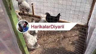 MODERN TAVUK KAFESLERİ BİTTİ !!! ( Süper Oldu )