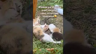 Растут котята)