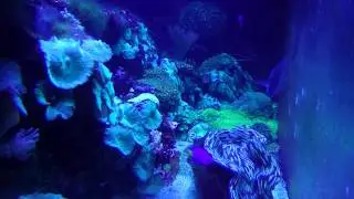 Reef life  12