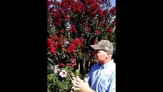 Bold, Beautiful and Heat Loving, we love our Red Blooming Crape Myrtles.