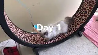 One Fast Cat Exercise Wheel Day 1&2