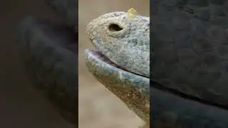 O Dragão de Komodo  O Maior Lagarto do Mundo e suas Habilidades Surpreendentes #shorts