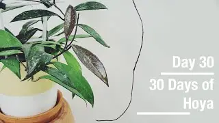 Hoya pubicalyx | 30 Days of Hoya - 30 of 30