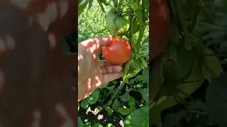 Первая помидорка и перец 🍅🫑