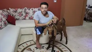 The Magical Goat [Funny Video]