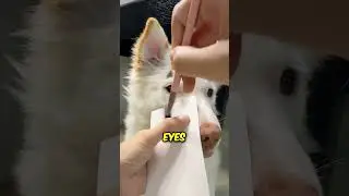 Cute Dog Tries Halloween Makeup 🎃