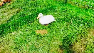 He SAVED her LIFE | DUCK UPDATE