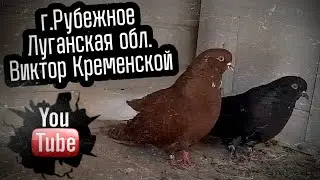 Николаевские голуби Виктора Кременского г.Рубежное Луганская обл. Сентябрь 2023