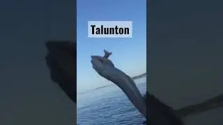 #trendingshorts #shortvideo #fishbait #fishinglife