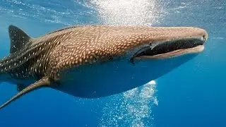 Whale Shark Video: Swim side-by-side with 35-feet Giant Whale Shark [HD]