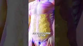 Fat Cells DON'T Turn Glucose To Fat