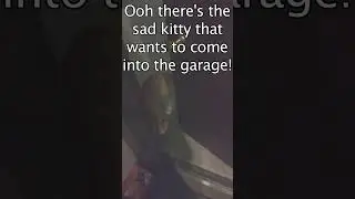 Old footage: Oscar wants to help work on the car #cat #mechanic #funny #garagecat