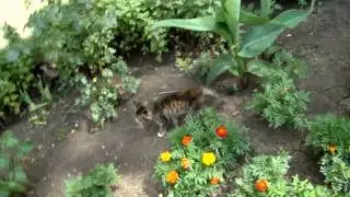 ми ми ми ми ми ми ми  котики