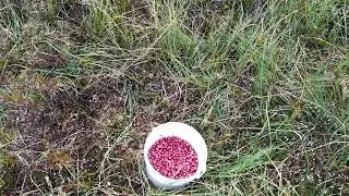 Сбор клюквы на болоте