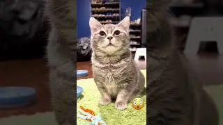 cats having funny mental breakdowns... #cat #pets #funnycats #funnyanimals
