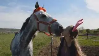 Произвольная программа Таракановской Алисы и Медеи