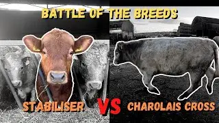 BATTLE OF THE BREEDS | STABILISER VS CHAROLAIS CROSS