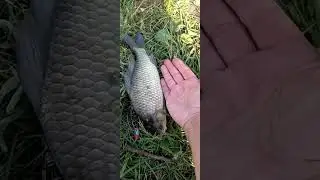 Максимовка. Ловля карася на фидер.
