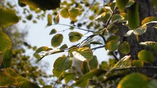Free photorealistic trees for UE4! Get started with Megascans Trees ! Quick Review ! 