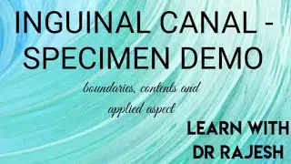 INGUINAL CANAL -SPECIMEN DEMO