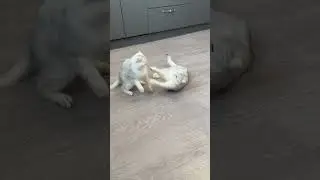 Серебристая шиншилла #кошка #cat #fight #британские
