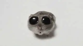 sad Hamster Becomes happy, but..