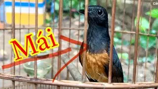 Choè  lửa mái giọng hay . Kích trống chơi ngay .