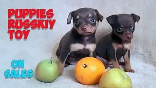 Adopt Your New Best Friend: Russkiy Toy Puppies for Sale!