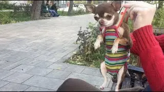 Чихуахуа Фондю и подтяжки