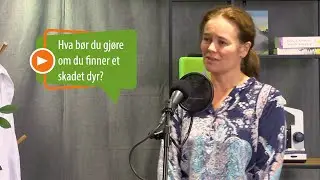 Hva bør du gjøre med et forlatt eller skadet dyr i naturen?
