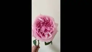 David Austin Miranda Pink Garden Rose from Alexandra Farms   Flirty Fleurs Rose Study