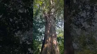 Subí este ÁRBOL FÁCILMENTE - Le puedo GANAR a un MONO 🙉