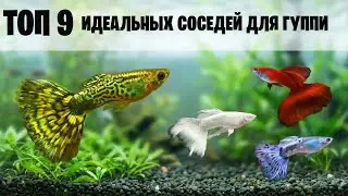 TOP 9 AQUARIUM FISH TO KEEP WITH GUPPIES