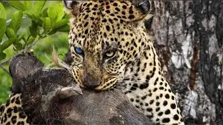 A Massive male Leopard feeding on a Warthog in Kruger National Park #animal #tiger