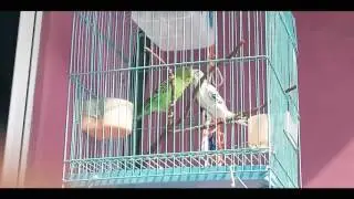 Burung Parkit si Kecil nan Cantik dari Indonesia