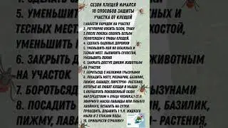 Клещи на участке/ Что делать
