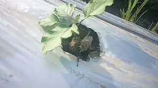 Paano Naka-survive ang aming tanim na Talong sa Bagyong Odette? Talong Farming Update Part 4.