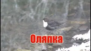 Оляпка. Водяной дрозд.