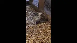 Turkey & Pheasant update 2023