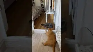 Это любовь 😻