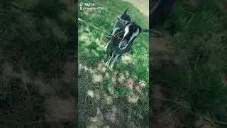 moja koza
