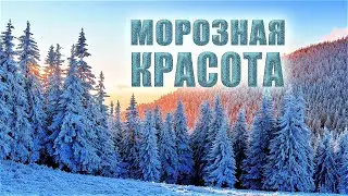 Прекрасный зимний сон