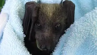 Miss Pia’s Truly Remarkable Recovery And A Bonus Bat Flower